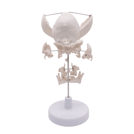 Модель «Кости черепа» (на подставке)